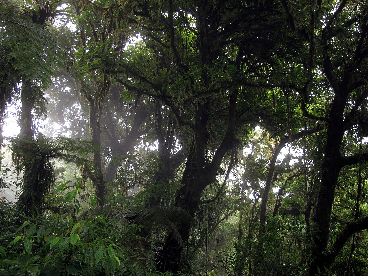 Pueblo de Santa Elena, Monteverde